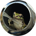 ペタペンコ profile picture