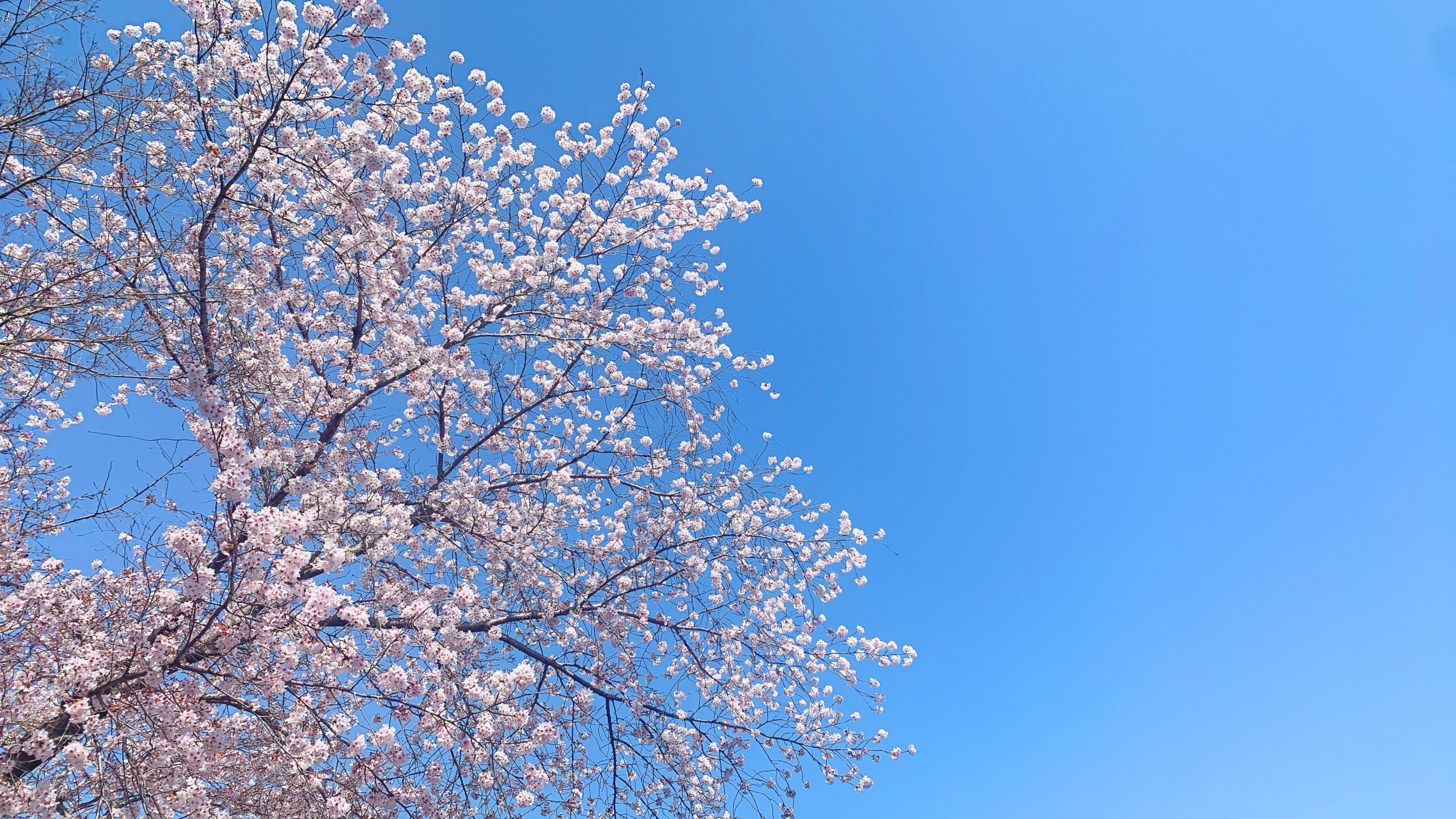 家族葬 いつか心を支えてくれるかけがえのないものに