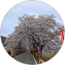 SaKuRa An profile picture